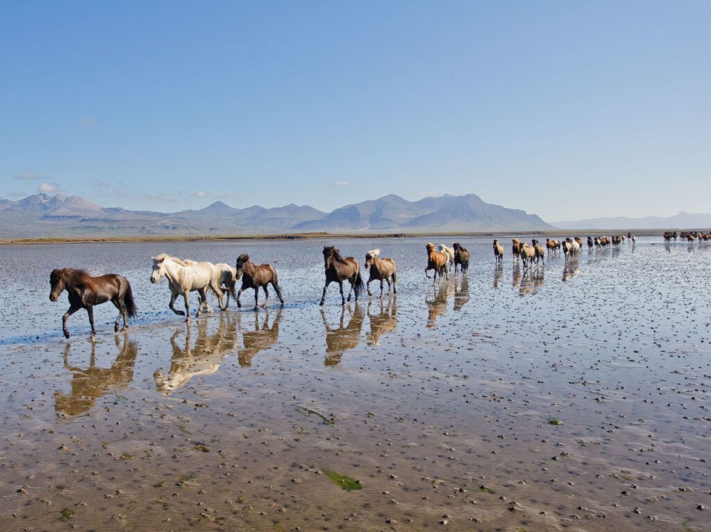 Riding on the Beach in Iceland