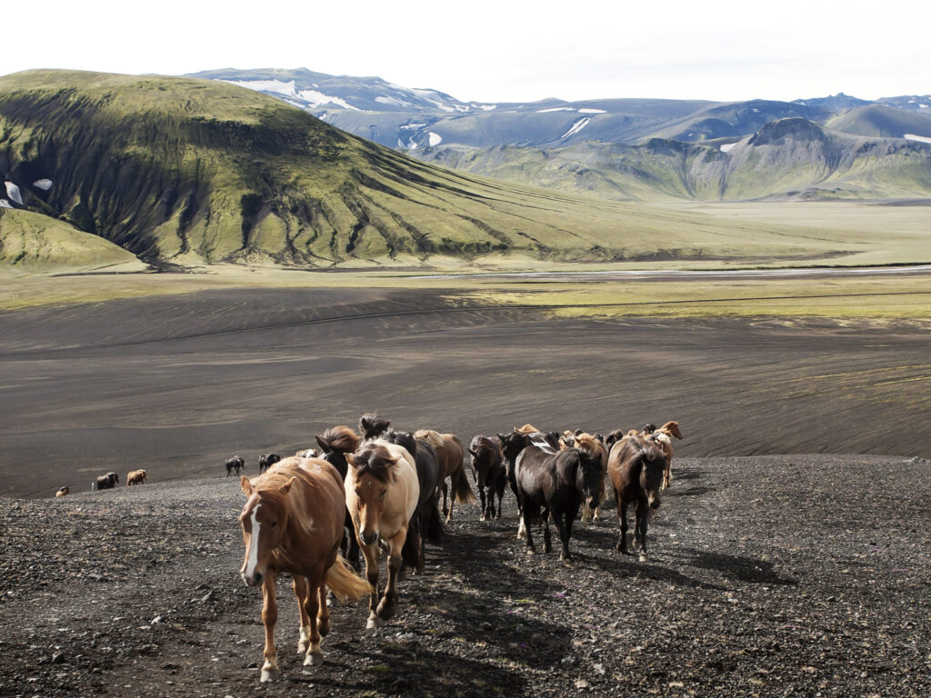 FAQ – Riding in Iceland