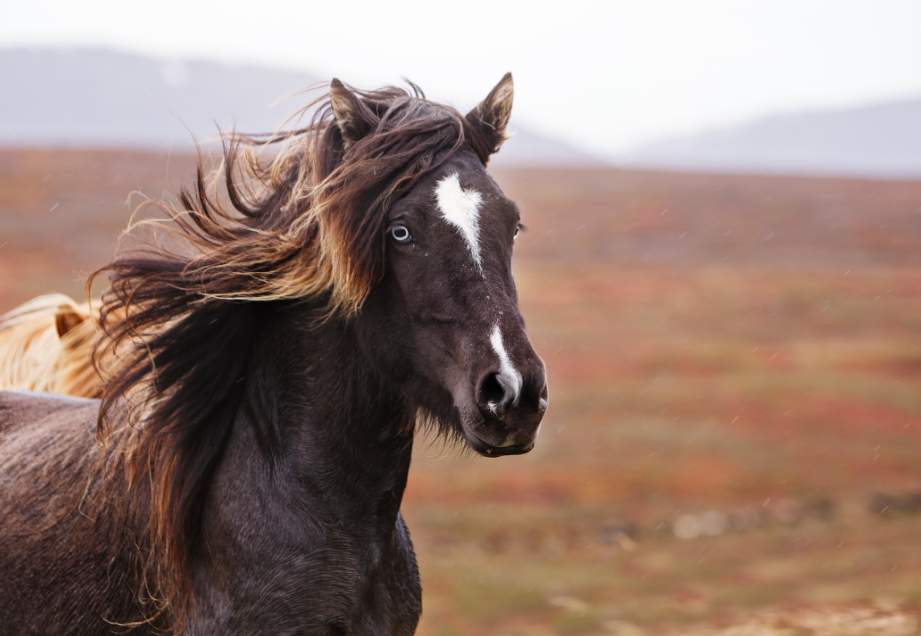 The Colors of The Icelandic Horse